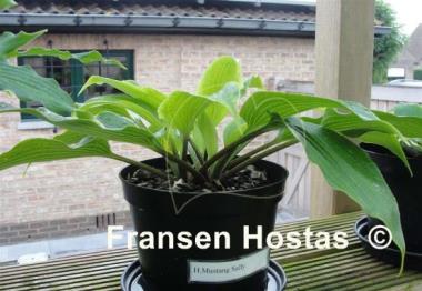 Hosta Mustang Sally