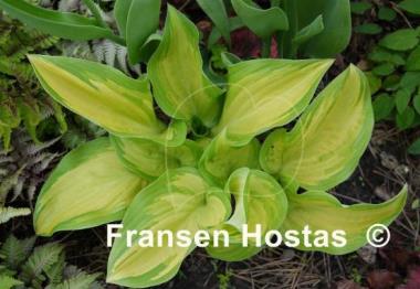 Hosta My Child Insook