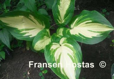 Hosta My Child Insook