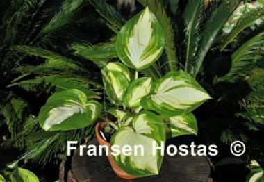 Hosta My Child Insook