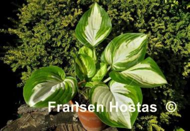 Hosta My Child Insook