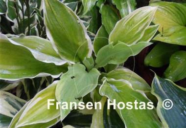 Hosta My Cup of Tea