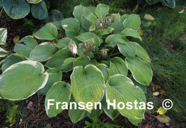 Hosta My Friend Nancy
