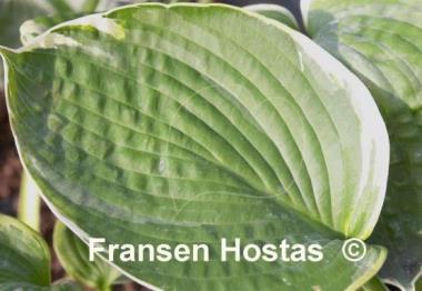 Hosta My Friend Nancy