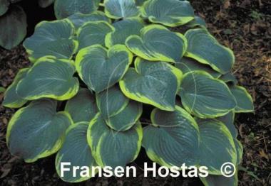Hosta My Friend Nancy