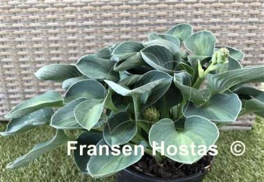 Hosta Mystic Mouse