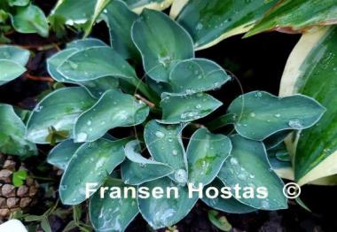 Hosta Mystic Mouse