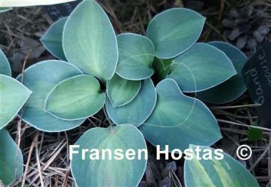 Hosta Mystic Mouse