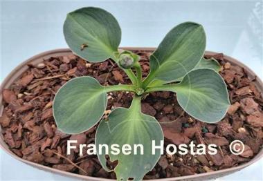 Hosta Mystic Mouse
