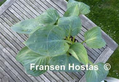 Hosta Mystic Star