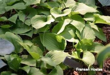 Hosta minor 'Gosan'