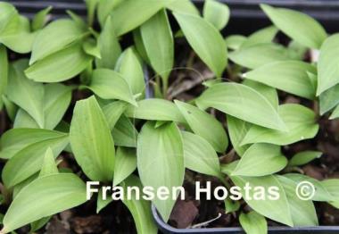 Hosta minor 'Korean'