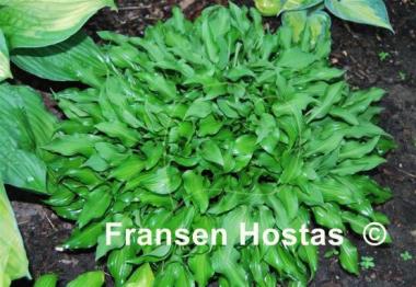 Hosta minor