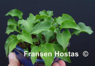 Hosta minor