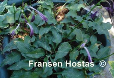 Hosta minor
