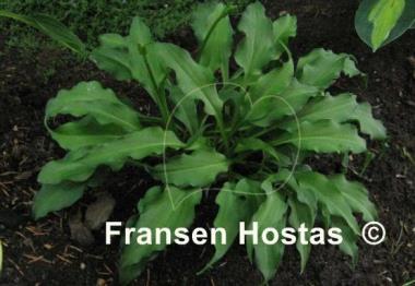 Hosta minor