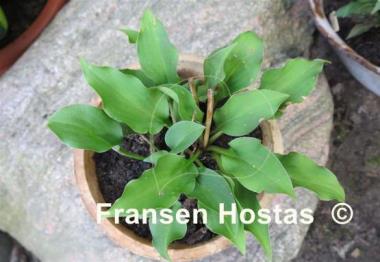 Hosta minor