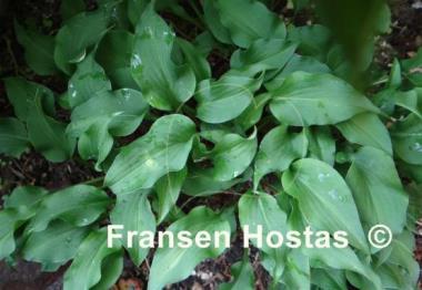 Hosta minor