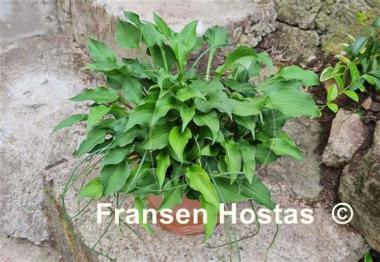 Hosta minor