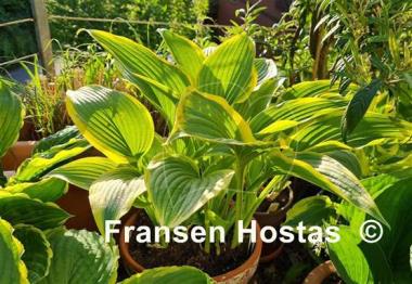 Hosta montana 'Aureomarginata'