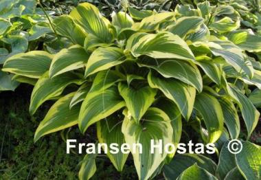 Hosta montana 'Aureomarginata'