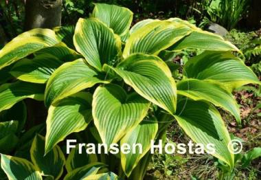 Hosta montana 'Aureomarginata'