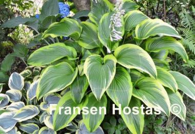 Hosta montana 'Aureomarginata'