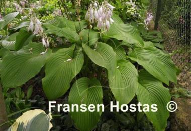 Hosta montana f. macrophylla