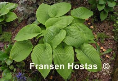Hosta montana f. macrophylla