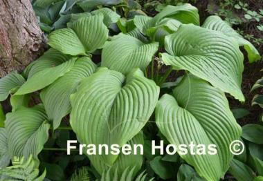 Hosta montana f. macrophylla