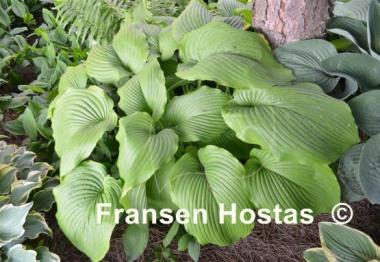 Hosta montana f. macrophylla