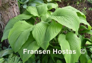 Hosta montana f. macrophylla