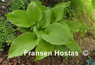 Hosta montana