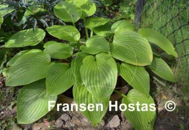 Hosta montana