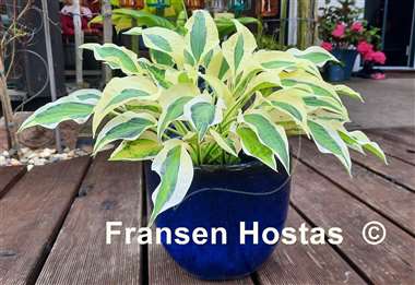 Hosta Naked Lady