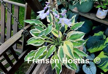 Hosta Naked Lady