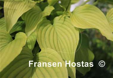 Hosta Nameoki
