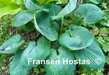 Hosta Nancy Gill
