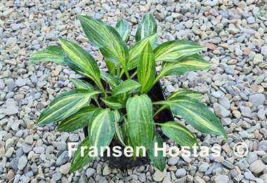 Hosta Neat Splash