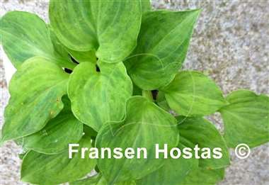 Hosta Needlepoint