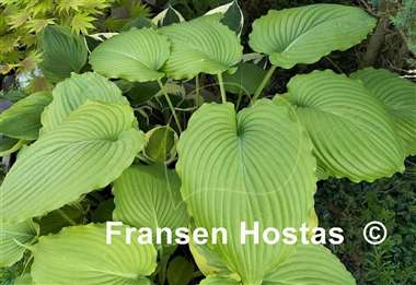 Hosta Niagara Falls