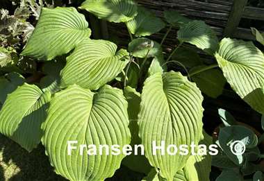 Hosta Niagara Falls