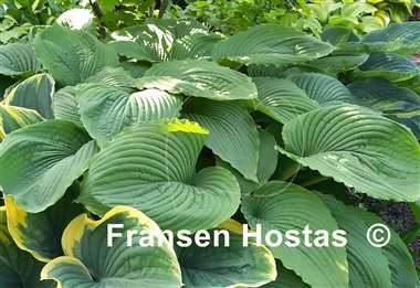 Hosta Niagara Falls