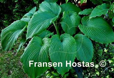 Hosta Niagara Falls