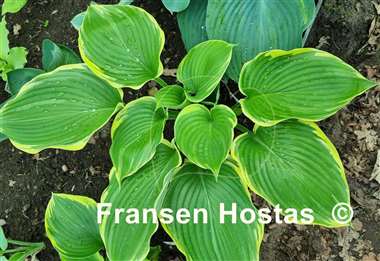 Hosta Nicky Sue Axmear