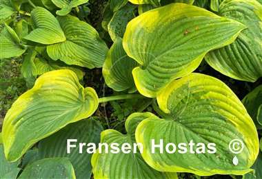 Hosta Nicky Sue Axmear