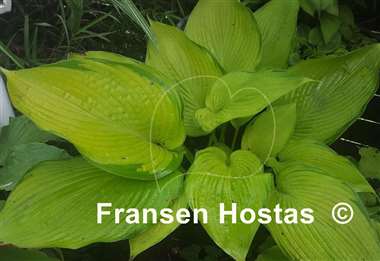Hosta Night Shift