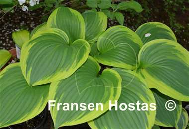 Hosta Night at the Opera