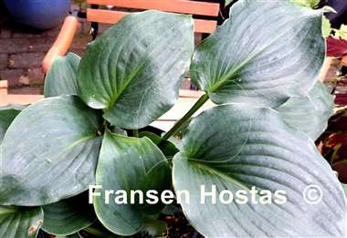 Hosta Nightlife