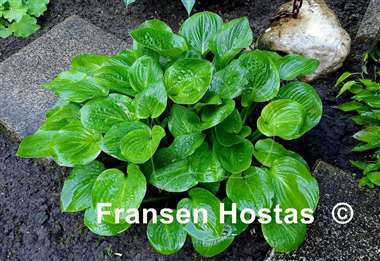 Hosta Nippers